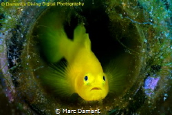 All aglow in a bottle! by Marc Damant 
